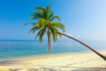 tropical beach with coconut palm