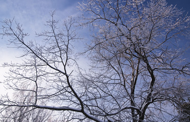 Ветки дуба в снегу на фоне синего неба