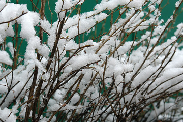 Melting snow on the branches