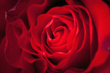 Close-up of a red rose. Background