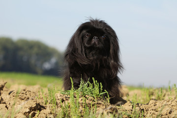 magnifique pékinois noir assis de face