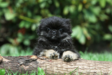 bébé pékinois plein de vivacité