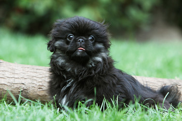 regard hagard du chiot pékinois