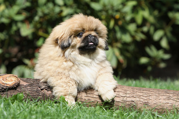 allure pataude du pékinois