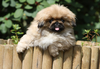 Photos Illustrations Et Vidéos De Voies Respiratoires