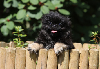 jeune chiot de race pékinois