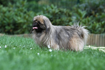 chien pékinois au jardin - pekingese dog in garden
