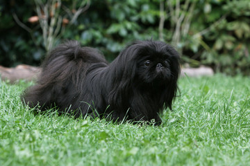 beautiful black dog pekingese - pekinés - pékinois