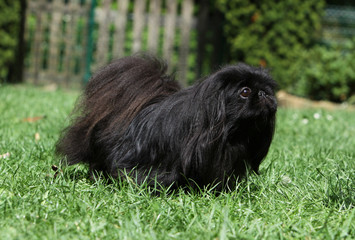 black pekingese dog