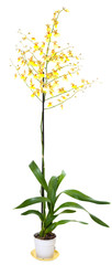 Yellow orchid flowers plant isolated on white