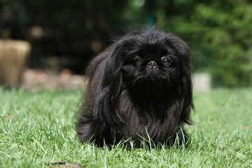 chien pékinois noir de face