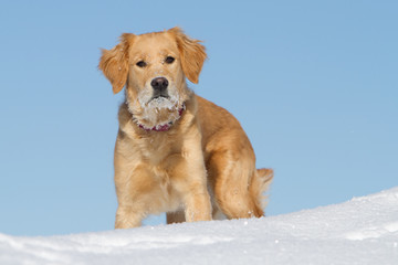 Obraz premium Golden Retriever im Schnee