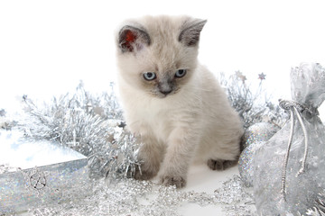 Kitten with New Year's toys.