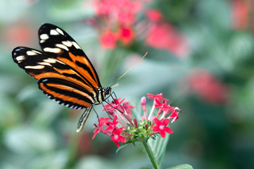 heliconius xanthocles longwing butterfly