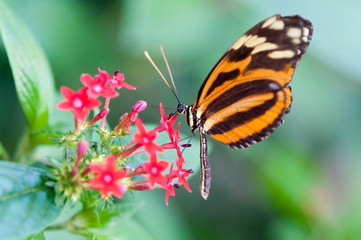 heliconius xanthocles longwing butterfly