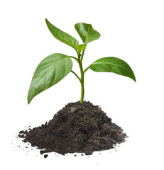plant  tree