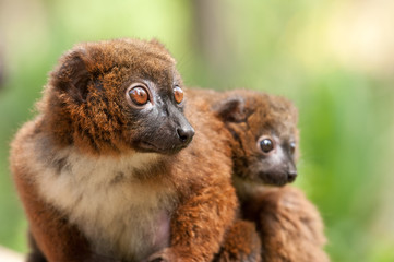 Cute Red-bellied Lemur with baby