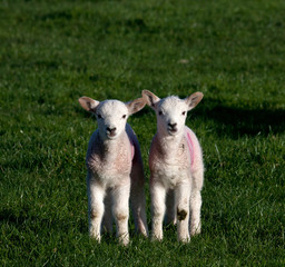 Naklejka na ściany i meble Young spring lambs