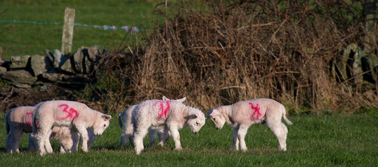 Obraz na płótnie Canvas Young spring lambs