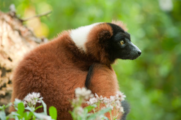 Beautiful red ruffed lemur