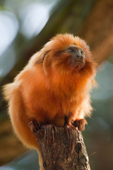golden lion tamarin