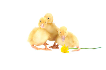yellow fluffy ducklings
