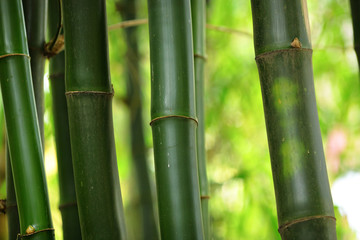 Fototapeta premium bamboo