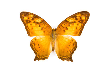 Brown and yellow butterfly Vagrant sinha isolated