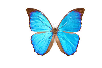 Black and blue butterfly Morpho menelaus isolated