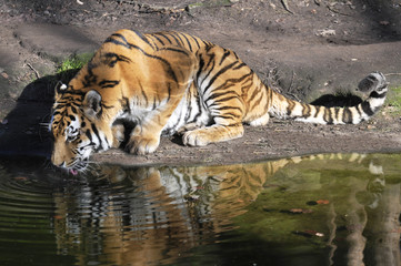 Trinkender Tiger