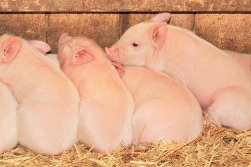 Sleeping pigs