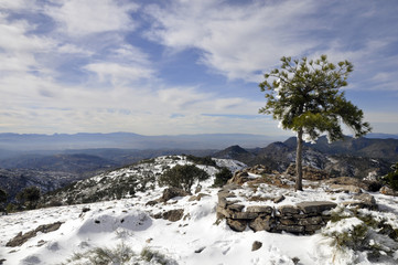 Arbol solitario