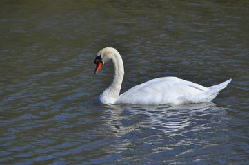 Cygne