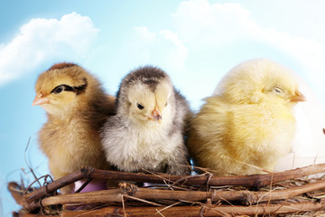 Easter Chickens