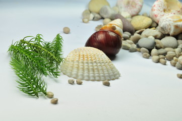  background with sea shell