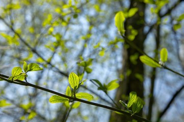 Leaves