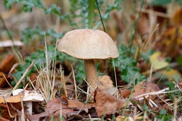 CHAMPIGNON