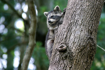 Baby Racoon