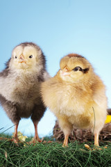 Easter chicken!