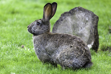 European Hare