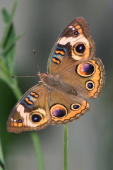 Small Butterfly Common Buckeye