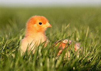 Young chick on grass