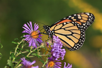 Fototapeta na wymiar Monarch Butterfly On Alpine Aster