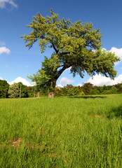 Fototapeta na wymiar Lonely tree in the field