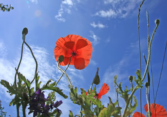 Flower, Red poppy against the blue sky