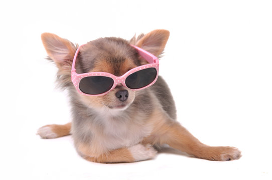 Smart dog. Chihuahua Puppy Wearing Pink Sun Glasses Isolated