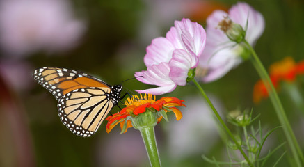 Monarch Butterfly On Pink Flowers