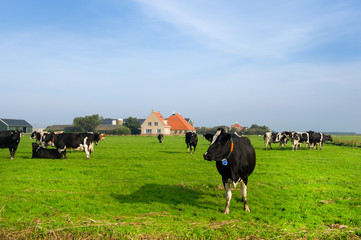 Typical Dutch landscape
