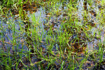 Grass over Water