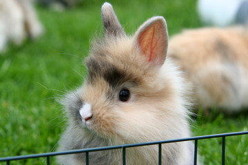 Kleines Kaninchen